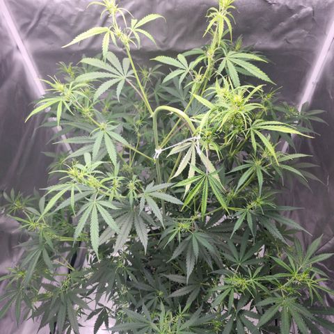 West Coast OG Auto  growlog timeline photo