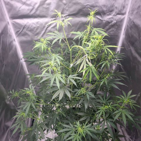 West Coast OG Auto  growlog timeline photo
