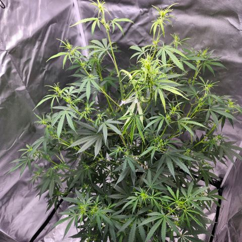 West Coast OG Auto  growlog timeline photo