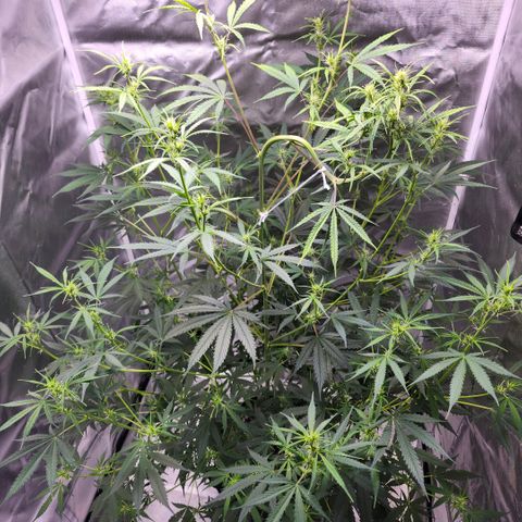 West Coast OG Auto  growlog timeline photo