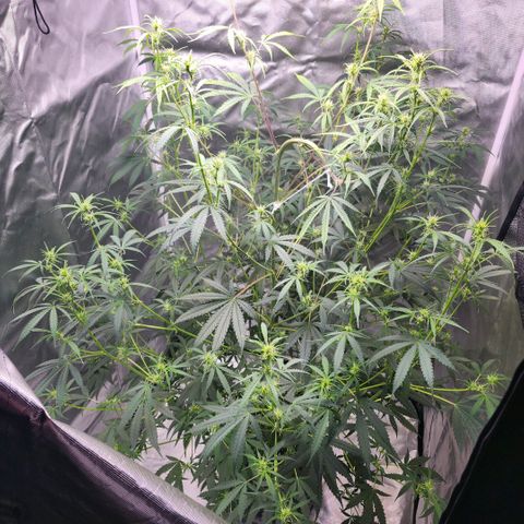 West Coast OG Auto  growlog timeline photo