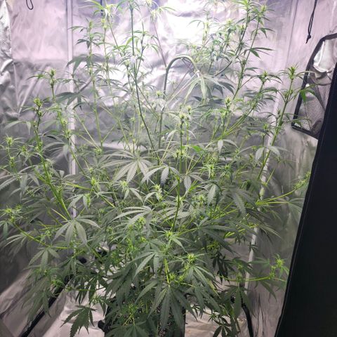 West Coast OG Auto  growlog timeline photo