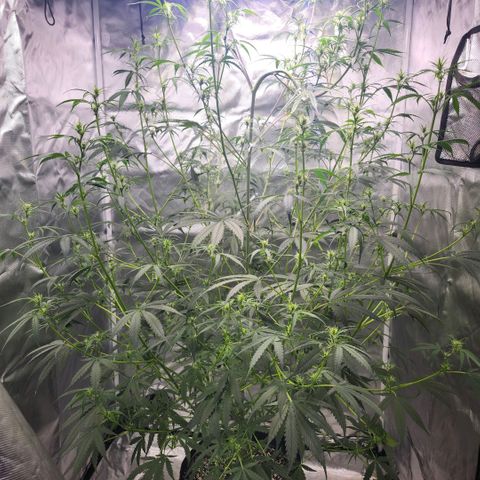 West Coast OG Auto  growlog timeline photo