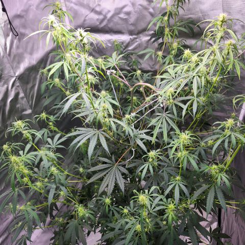 West Coast OG Auto  growlog timeline photo