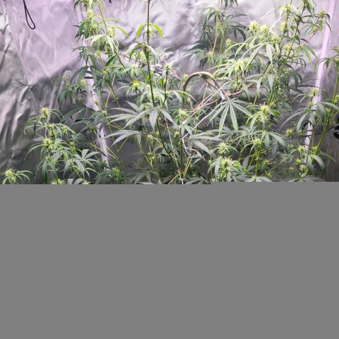 West Coast OG Auto  growlog timeline photo