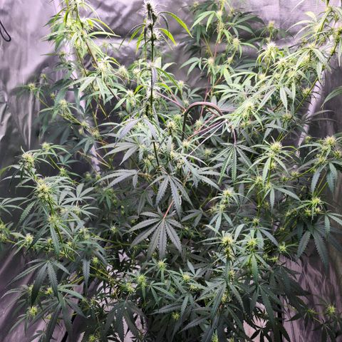 West Coast OG Auto  growlog timeline photo