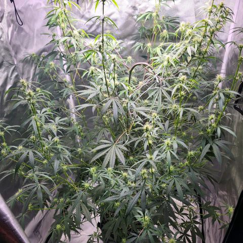 West Coast OG Auto  growlog timeline photo