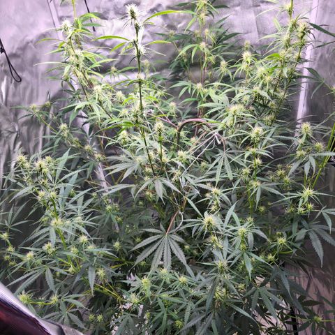 West Coast OG Auto  growlog timeline photo