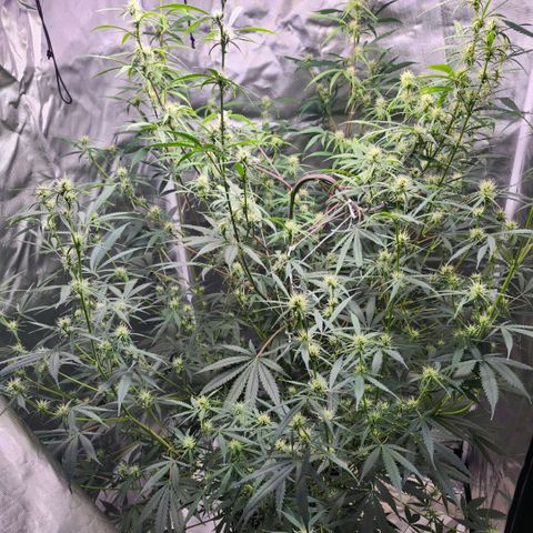 West Coast OG Auto  growlog timeline photo