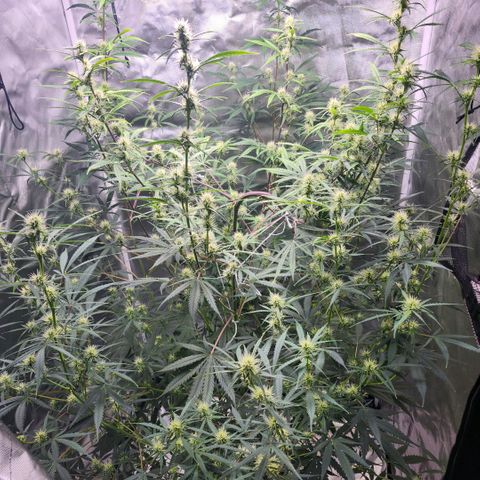 West Coast OG Auto  growlog timeline photo