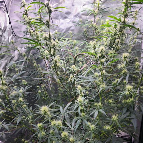 West Coast OG Auto  growlog timeline photo