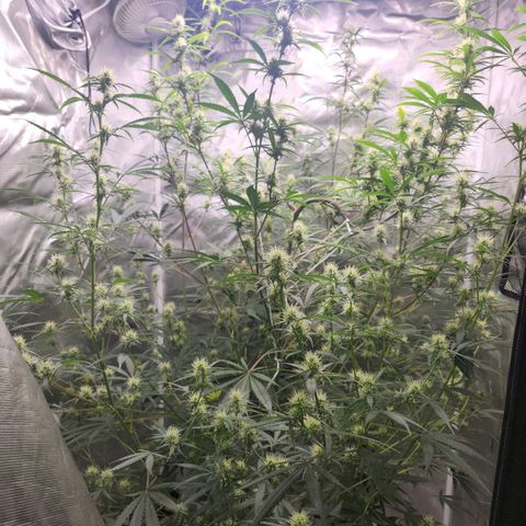 West Coast OG Auto  growlog timeline photo
