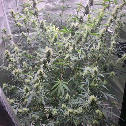 West Coast OG Auto  growlog timeline photo