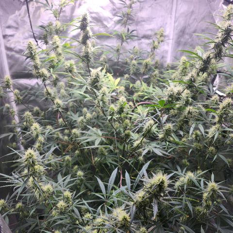 West Coast OG Auto  growlog timeline photo