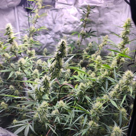 West Coast OG Auto  growlog timeline photo