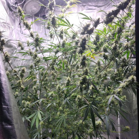 West Coast OG Auto  growlog timeline photo