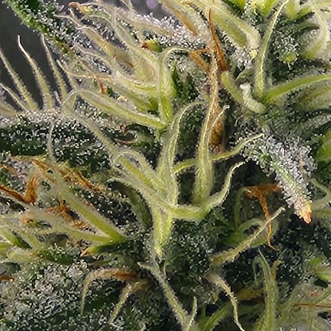 West Coast OG Auto  growlog timeline photo