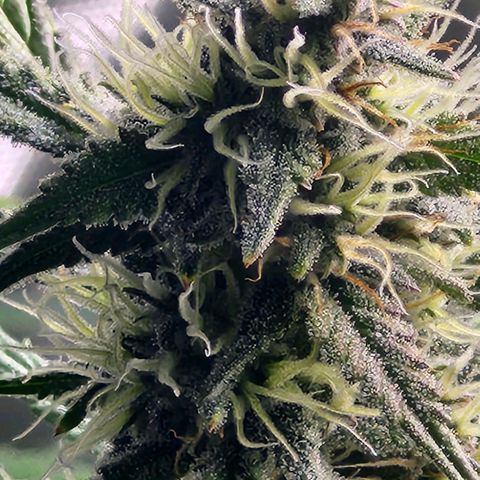 West Coast OG Auto  growlog timeline photo