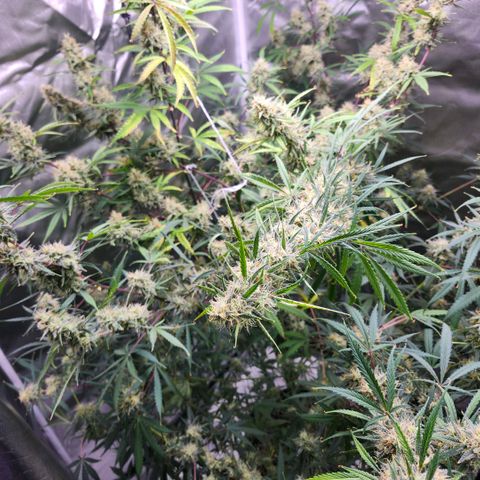 West Coast OG Auto  growlog timeline photo