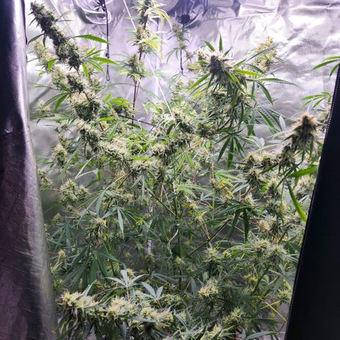 West Coast OG Auto  growlog timeline photo
