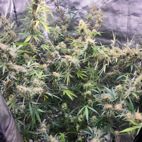 West Coast OG Auto  growlog timeline photo