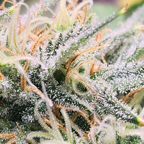 West Coast OG Auto  growlog timeline photo