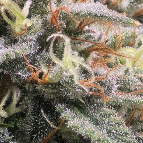 West Coast OG Auto  growlog timeline photo