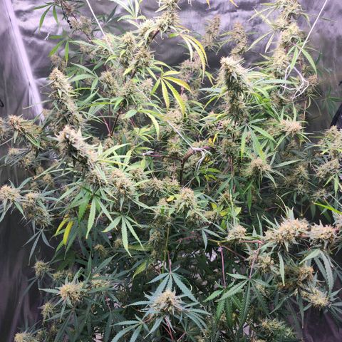 West Coast OG Auto  growlog timeline photo