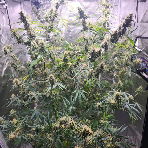 West Coast OG Auto  growlog timeline photo