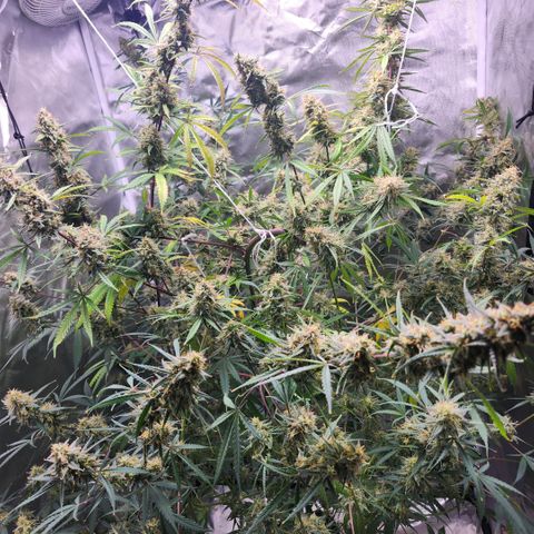 West Coast OG Auto  growlog timeline photo