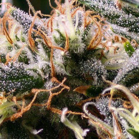 West Coast OG Auto  growlog timeline photo