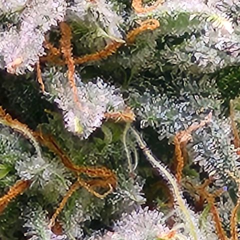 West Coast OG Auto  growlog timeline photo