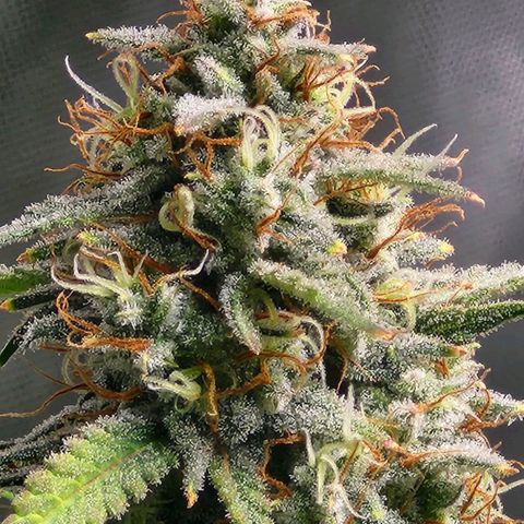 West Coast OG Auto  growlog timeline photo