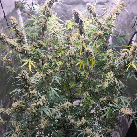 West Coast OG Auto  growlog timeline photo