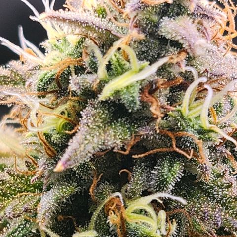 West Coast OG Auto  growlog timeline photo