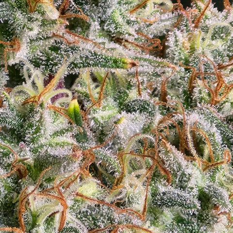 West Coast OG Auto  growlog timeline photo
