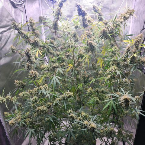 West Coast OG Auto  growlog timeline photo