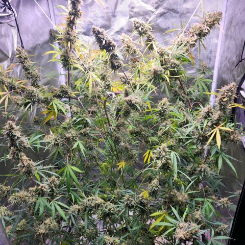 West Coast OG Auto  growlog timeline photo