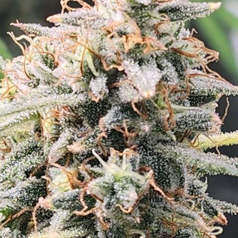 West Coast OG Auto  growlog timeline photo