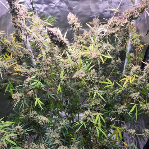 West Coast OG Auto  growlog timeline photo