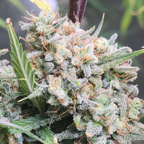 West Coast OG Auto  growlog timeline photo