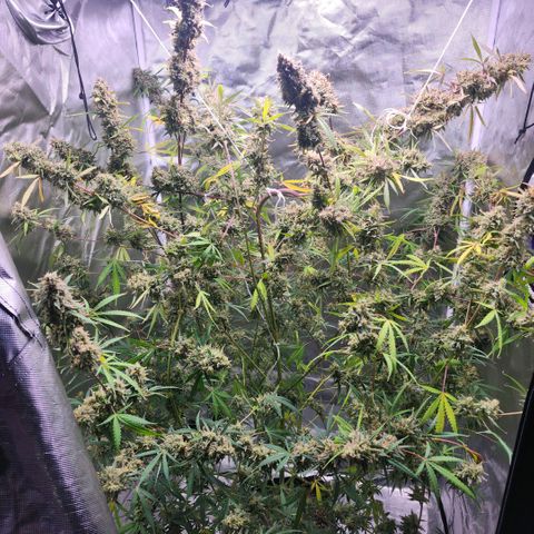 West Coast OG Auto  growlog timeline photo