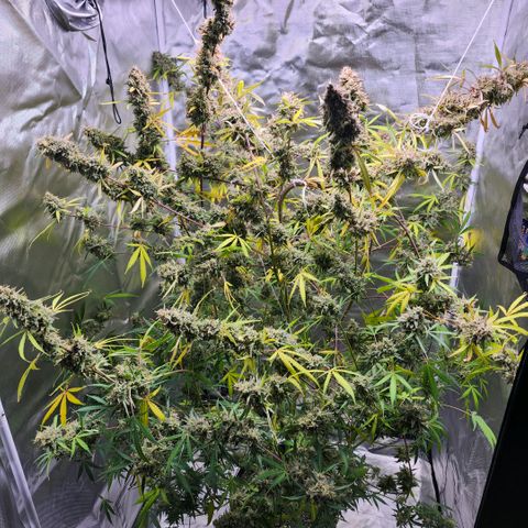 West Coast OG Auto  growlog timeline photo