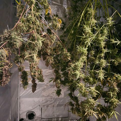 West Coast OG Auto  growlog timeline photo