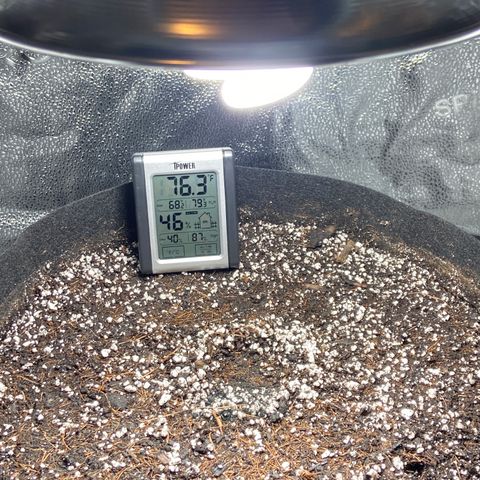 Glue Gelato Auto growlog photo: Planting direct to medium 