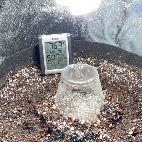 Glue Gelato Auto growlog photo: Day 1 in the ground. Solo humidity dome, cfl for heat. 