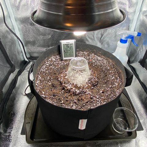 Glue Gelato Auto growlog photo: Day 1 in the ground. Solo humidity dome, cfl for heat. 
