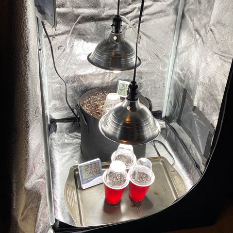 Glue Gelato Auto growlog photo: See what pops. 
