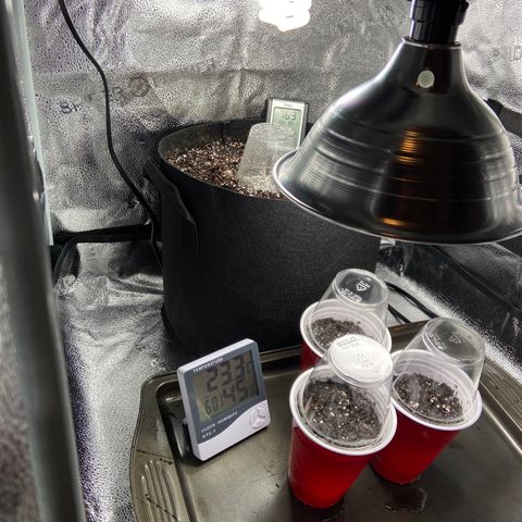Glue Gelato Auto growlog photo: See what pops. 