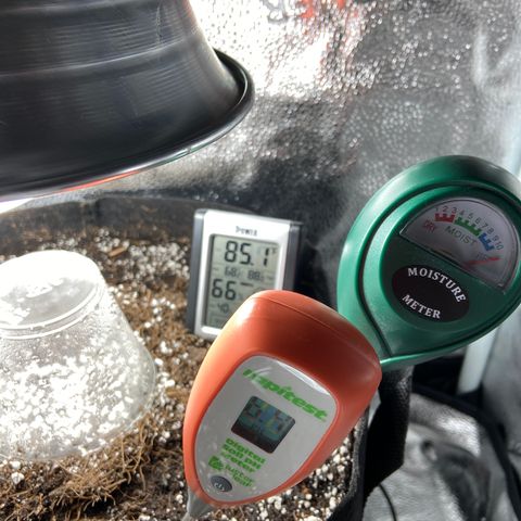 Glue Gelato Auto growlog photo: 6.4 soil ph, 85 F, 66% humidity, moisture 10+